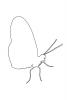 Butterfly, outline, line drawing, shape, OECV03P13_06O