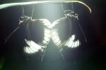 Butterfly, OECV03P13_07