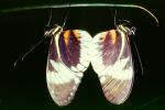 Butterfly, OECV03P13_08
