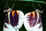 Butterfly, OECV03P13_09