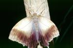 Butterfly, OECV03P13_13