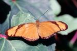 Butterfly, OECV03P13_18