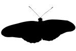 Butterfly silhouette, logo, shape, OECV03P13_19M