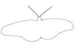 Butterfly, outline, line drawing, shape, OECV03P13_19O