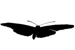 Butterfly silhouette, logo, shape, OECV03P14_05M
