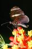 Butterfly, OECV03P14_08