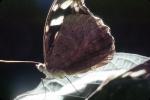 Butterfly, OECV03P14_14