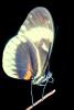 Butterfly Proboscis, Close-up