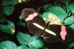 Butterfly, Close-up, OECV03P15_05