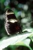 Butterfly, OECV03P15_07