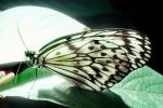 Butterfly, OECV03P15_09