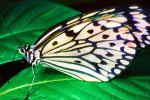 Butterfly, OECV03P15_11