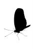 Butterfly silhouette, logo, shape, OECV03P15_12M