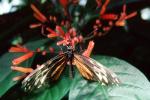Butterfly, OECV03P15_14