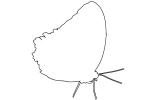 Butterfly outline, line drawing, shape, OECV04P01_01O