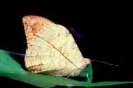 Butterfly, leaf camouflage, Biomimicry, OECV04P01_06