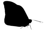 Butterfly silhouette, logo, shape, OECV04P01_06M