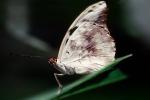 Butterfly, OECV04P01_10