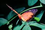 Butterfly, OECV04P01_15