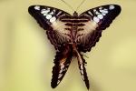 Butterfly, OECV04P01_16