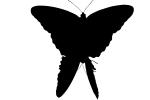 Butterfly silhouette, logo, shape, OECV04P01_16M