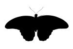 Butterfly silhouette, logo, shape, OECV04P01_17M