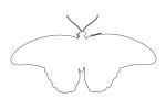 Butterfly outline, line drawing, shape, OECV04P01_17O