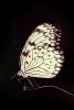 Butterfly, OECV04P01_19