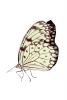 Butterfly, photo-object, object, cut-out, cutout, OECV04P01_19F