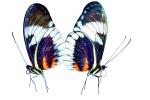 Butterfly, photo-object, object, cut-out, cutout, OECV04P02_01F