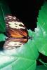 Butterfly, OECV04P02_04