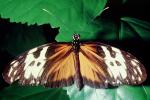 Butterfly, OECV04P02_05