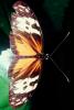 Butterfly, OECV04P02_06