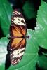 Butterfly, OECV04P02_07