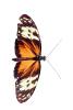 Butterfly, photo-object, object, cut-out, cutout, OECV04P02_07F