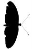 Butterfly silhouette, logo, shape, OECV04P02_07M