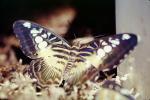 Butterfly, OECV04P02_08