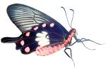 Butterfly, photo-object, object, cut-out, cutout, OECV04P02_11F