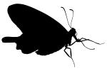 Butterfly silhouette, logo, shape, OECV04P02_11M