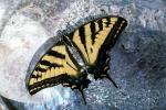 Swallowtail Butterfly, OECV04P03_01