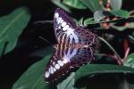 Butterfly, OECV04P03_03