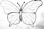 Butterfly, OECV04P03_07