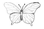 Butterfly, OECV04P03_08