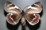 Butterfly, OECV04P03_10
