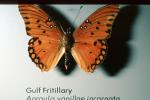 Gulf Fritillary, Butterfly, Agraulis vanillae, OECV04P03_12
