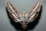 White Lined Sphinx, Moth