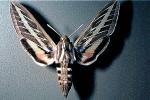 White Lined Sphinx, Moth