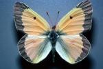 Butterfly, OECV04P03_16