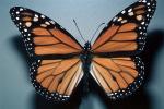 Butterfly, OECV04P03_17