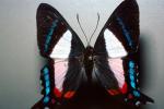 Butterfly, OECV04P03_18